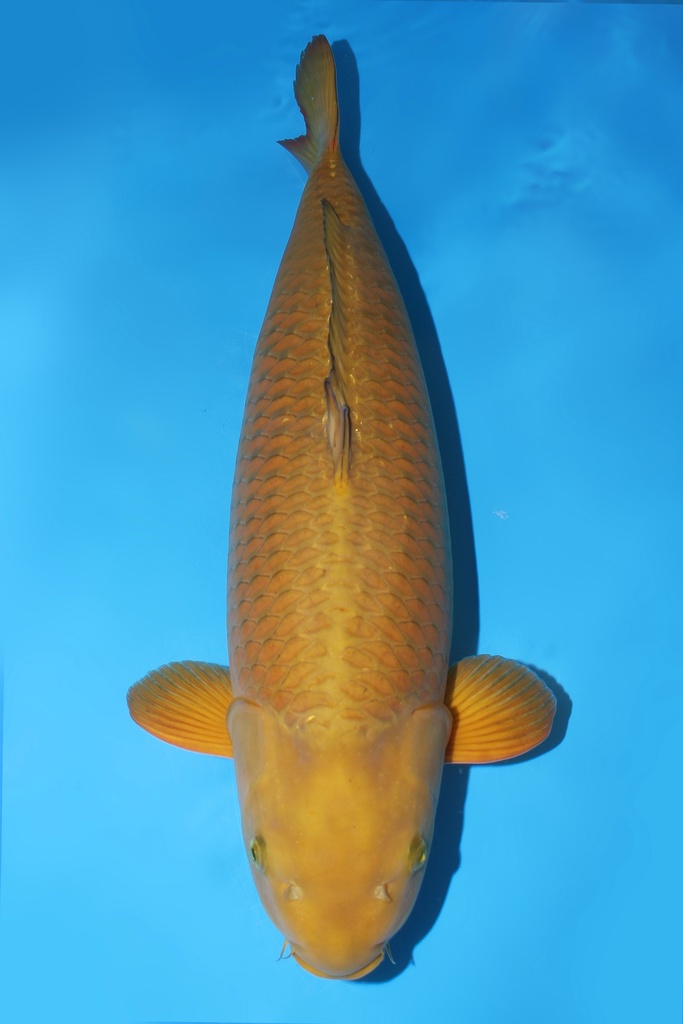 诚太郎产 三才 67cm 雌性 346024