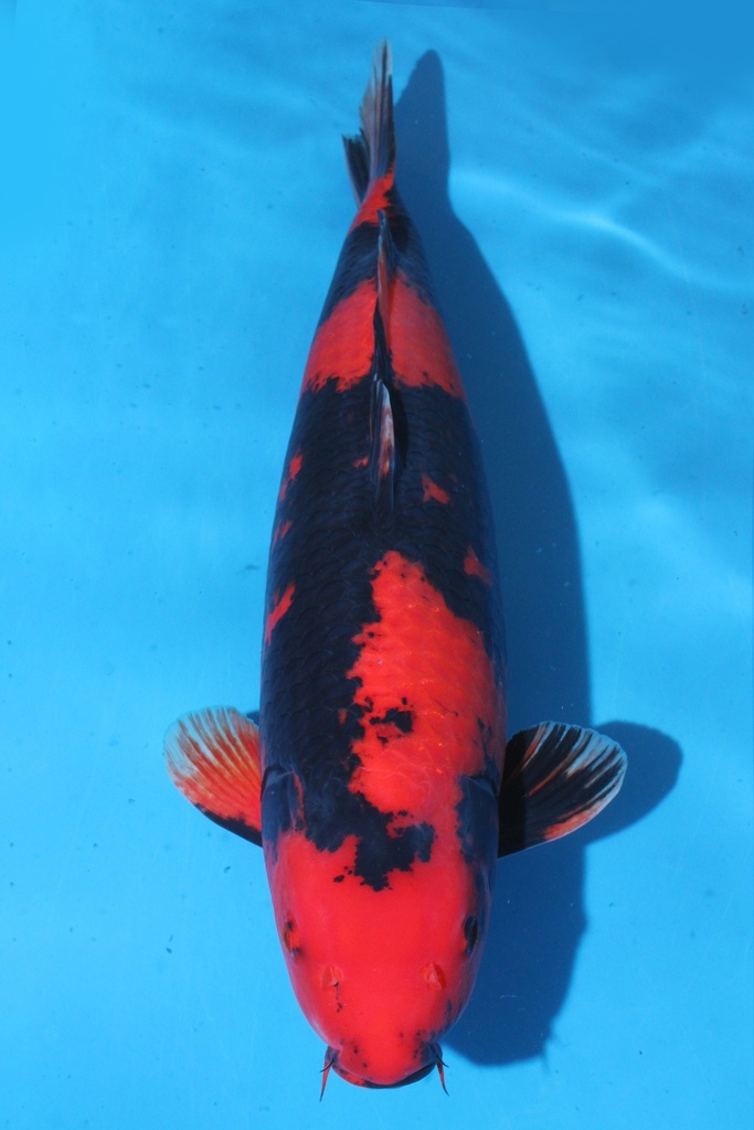 蓧田产 三才 67cm 雌性 346025