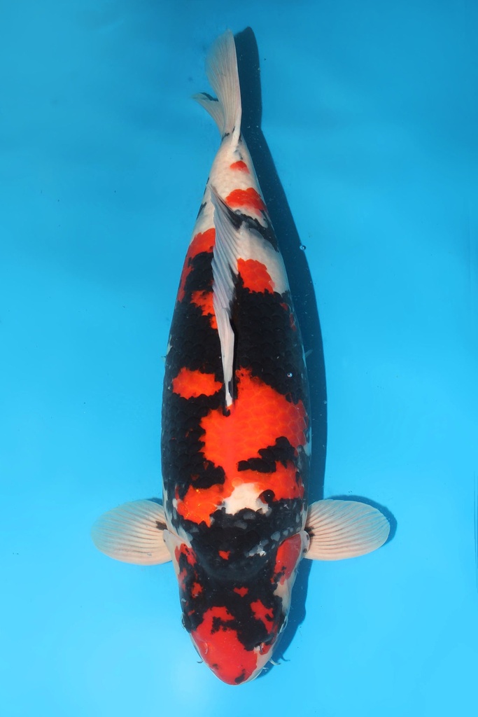 大日产 三才 64cm 雌性 346028