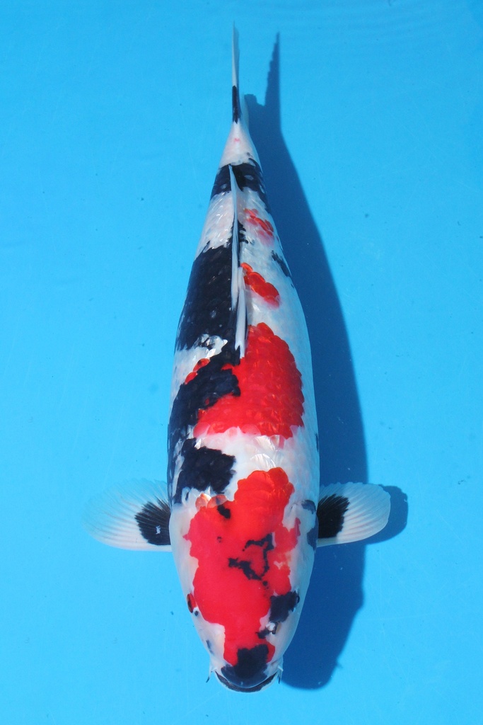 清十郎产 三才 57cm 雌性 346029