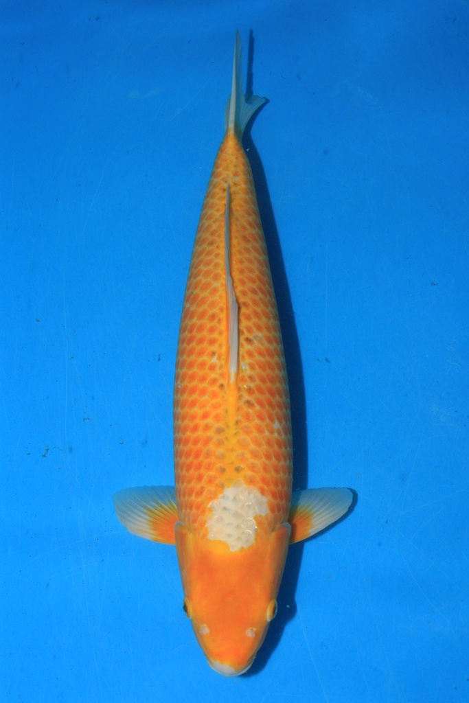 谷口产 二才 60cm 雌性 346039