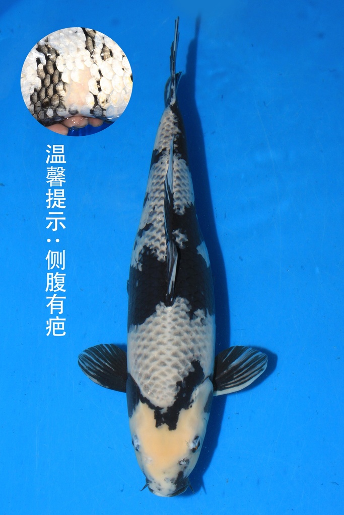 大塚产 三才 58cm 雌性 346038