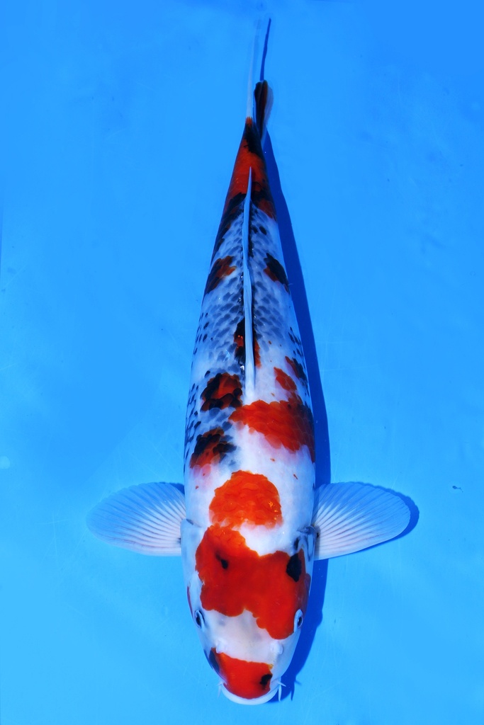 尾形产 二才 52cm 雌性 346041