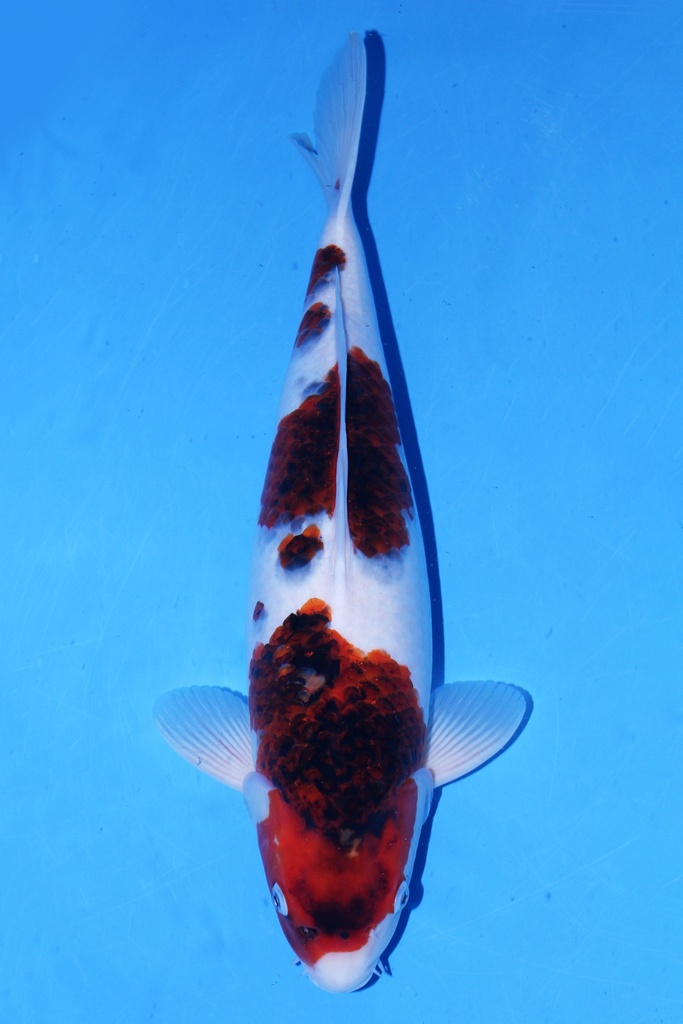 尾形产 二才 50cm 雌性 346055