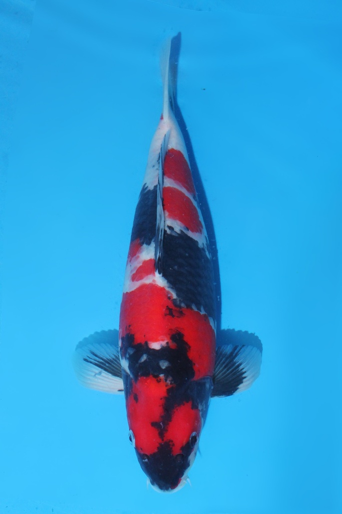 阪诘产 二才 47cm 雌性 346043