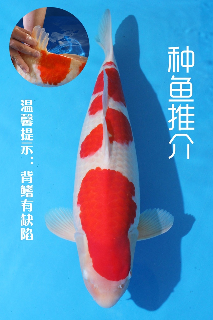 桃太郎产 三才 62cm 雌性 种鱼推介 346047