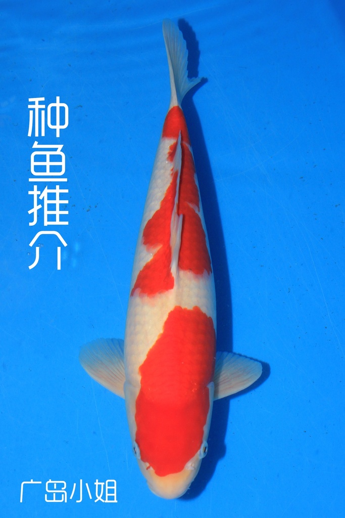 阪井产 三才 47cm 雄性 种鱼推介 广岛小姐 346052