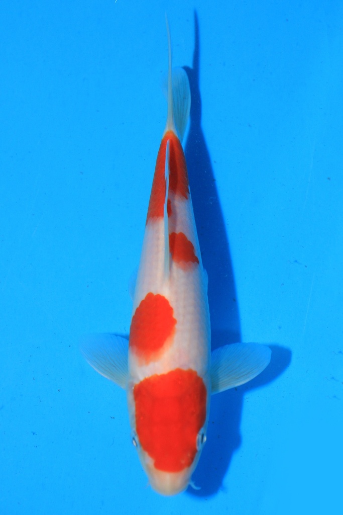 阪井产 当才 18cm 公母不详 346060