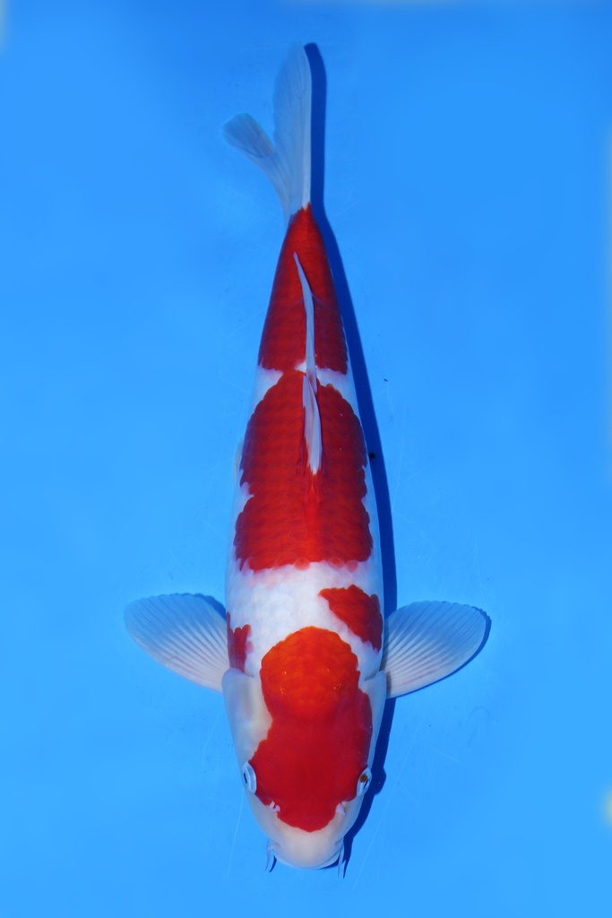 尾形产  二才 43cm 雄性 346065