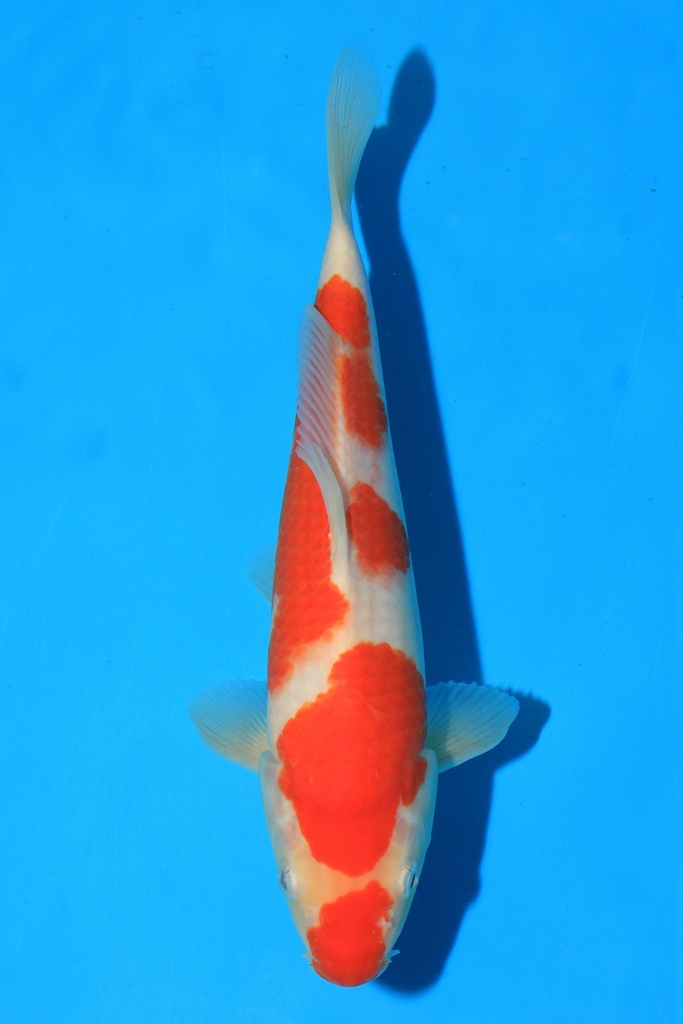 野上产 当才 24cm 公母不详 346074