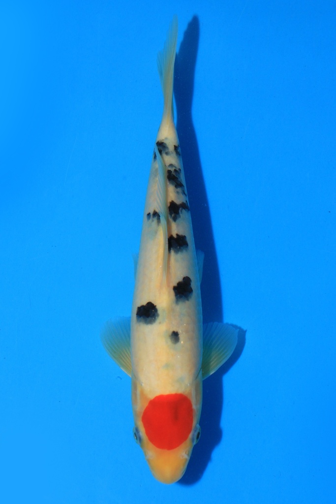 大石产 当才 24cm 公母不详 346076