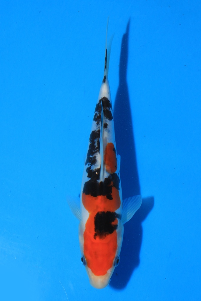 大石产 当才 18cm 公母不详 346079