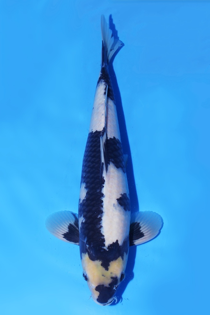 尾形产 二才 42cm 雄性 346083