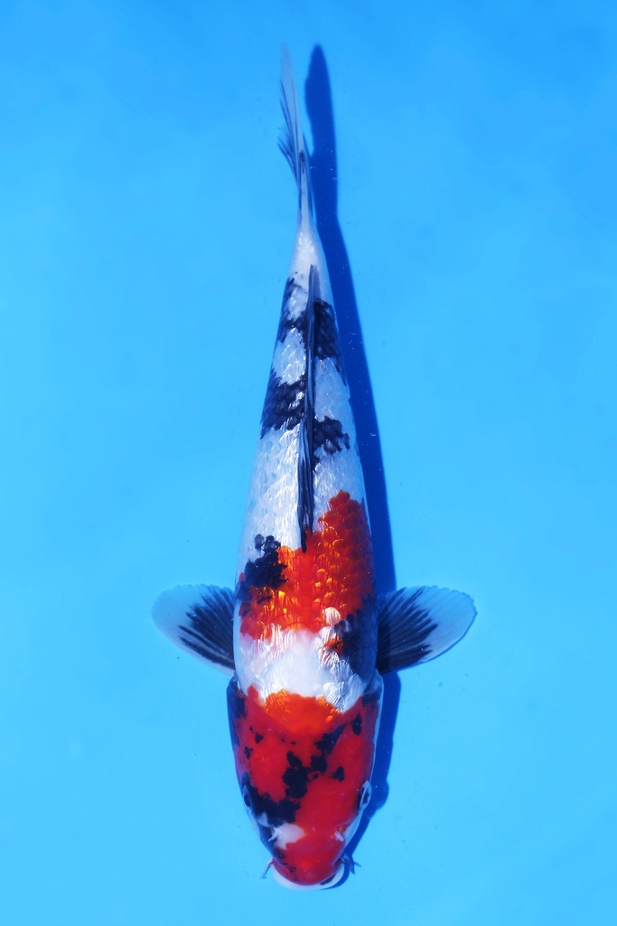 尾形产 当才 32cm 雌性 346084