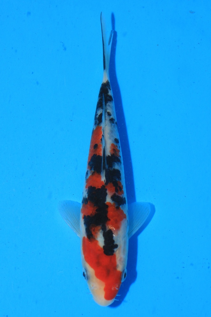 阪井产 当才 17cm 公母不详 346090