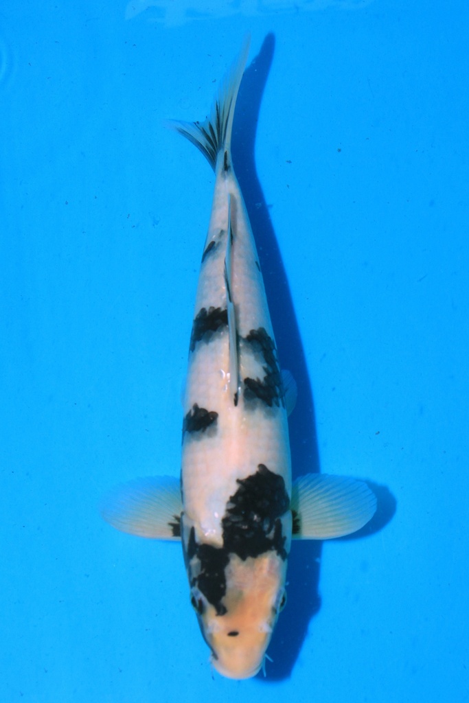 尾形产 当才 28cm 公母不详 346092