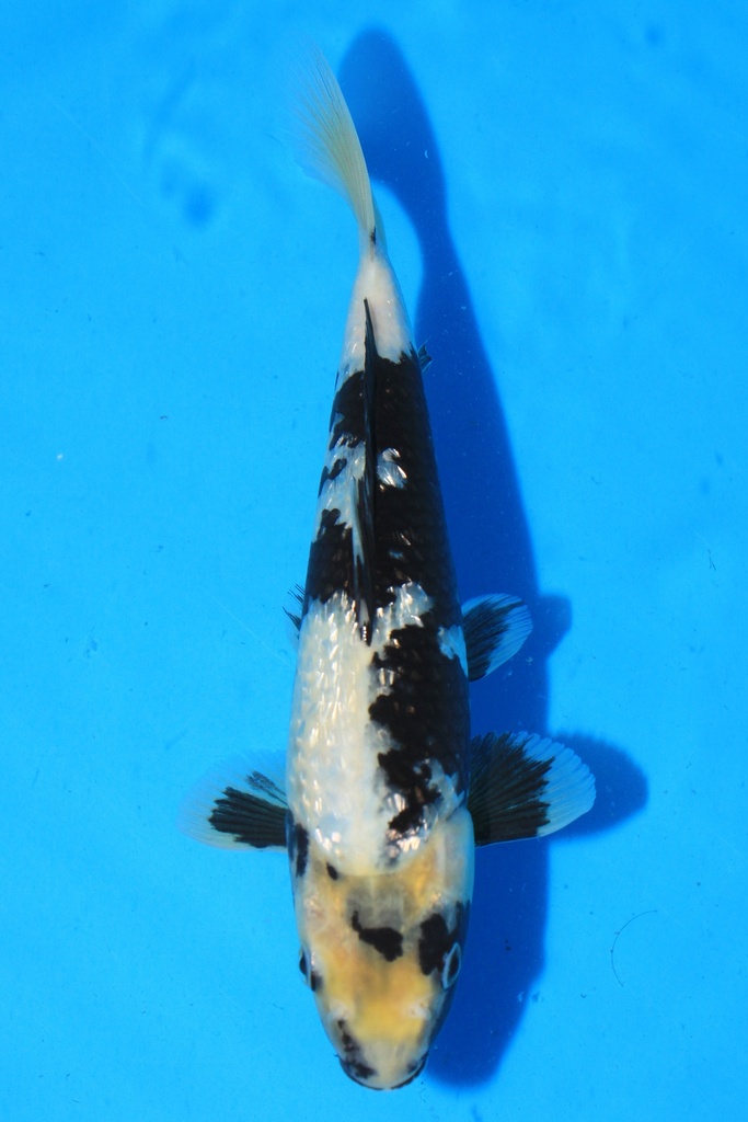 尾形产 当才 26cm 公母不详 346094