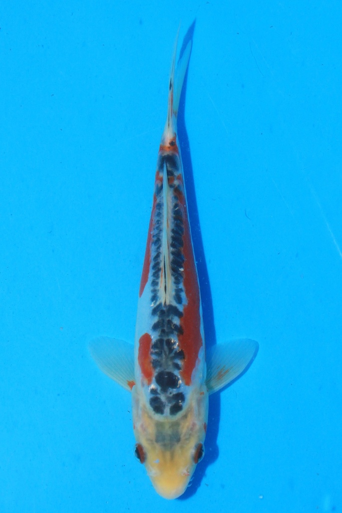 田中产 当才 21cm 公母不详 346099