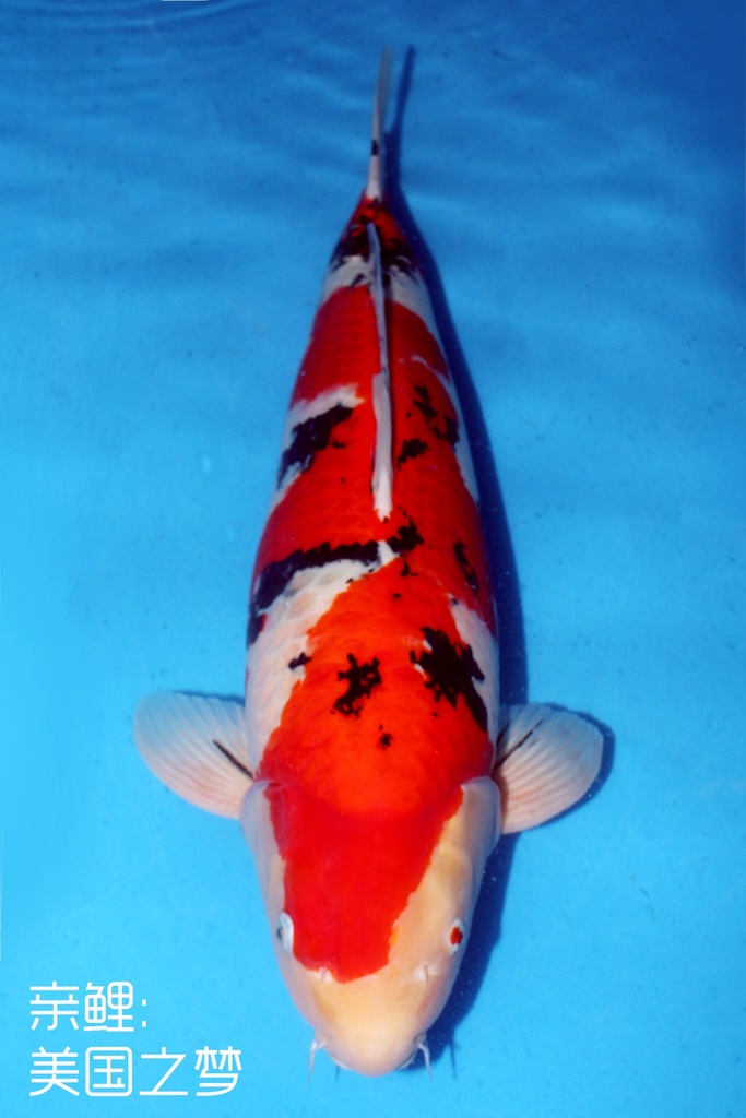 桃太郎产 72cm 四才 雌性 美国之梦 347008