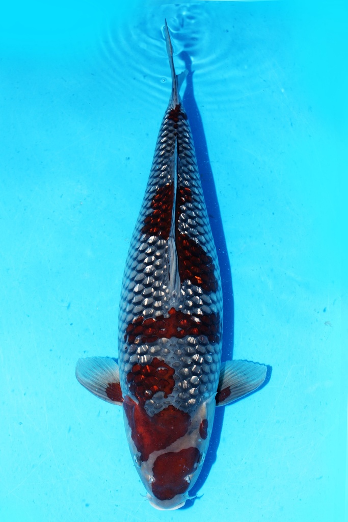 丸博产 65cm 四才 雌性 347009