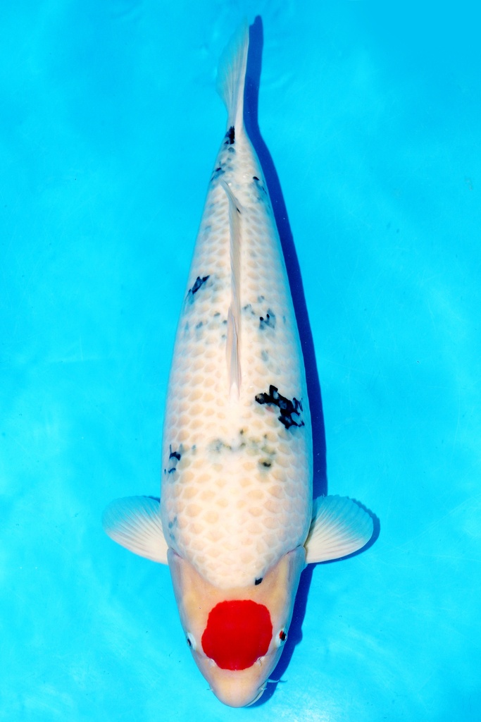 山口产 65cm 四才 雌性 347002