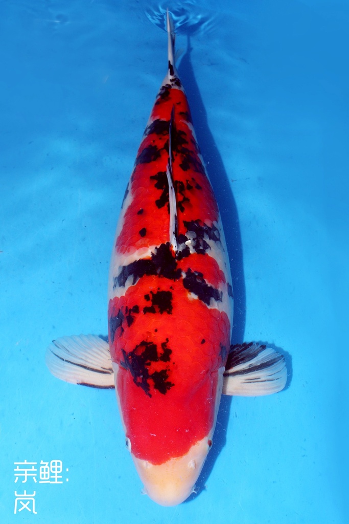 新阪井产 67cm 四才 雌性 347013