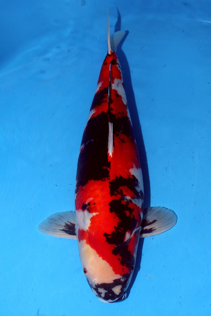 大日产 59cm 四才 雌性 347005