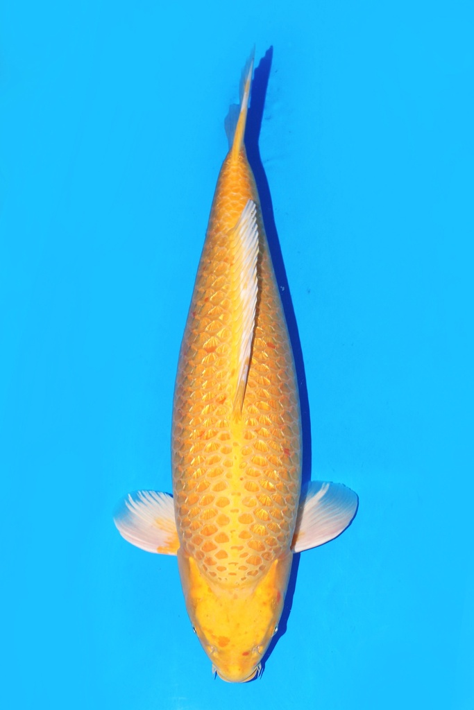 桃太郎产 73cm 三才 雌性 347026