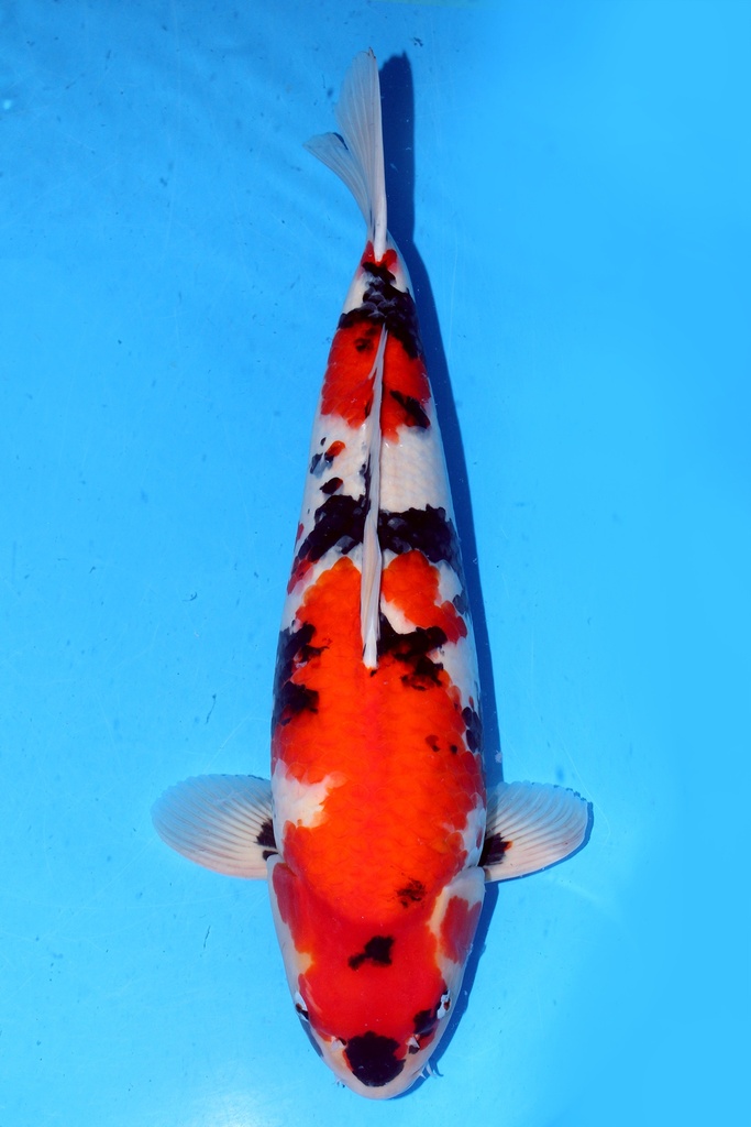 大日产 64cm 二才 雌性 347022