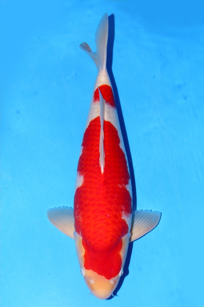 桃太郎产 58cm 二才 雌性 347030