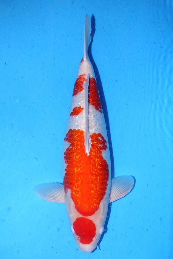 大石产 56cm 三才 雌性 347036