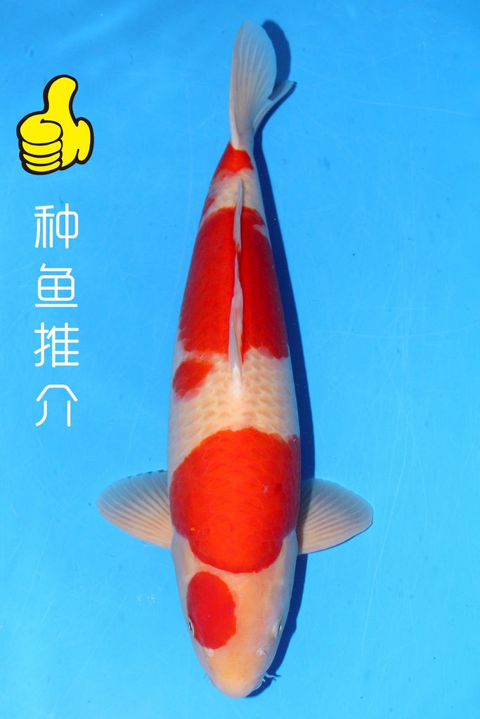 新阪井产 52cm 二才 雄性 347037