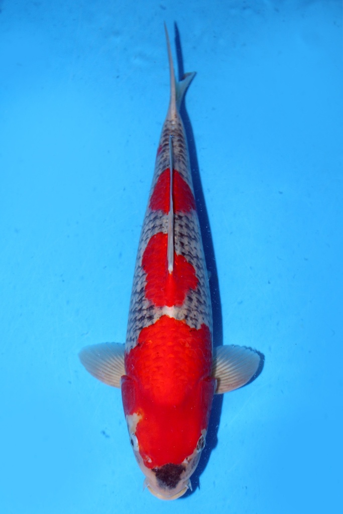 川上产 50cm 二才 雌性 347042