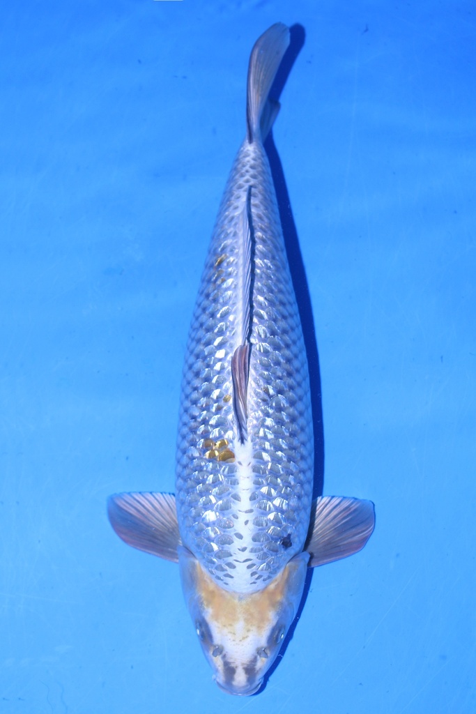 桃太郎产 58cm 二才 雄性 347049