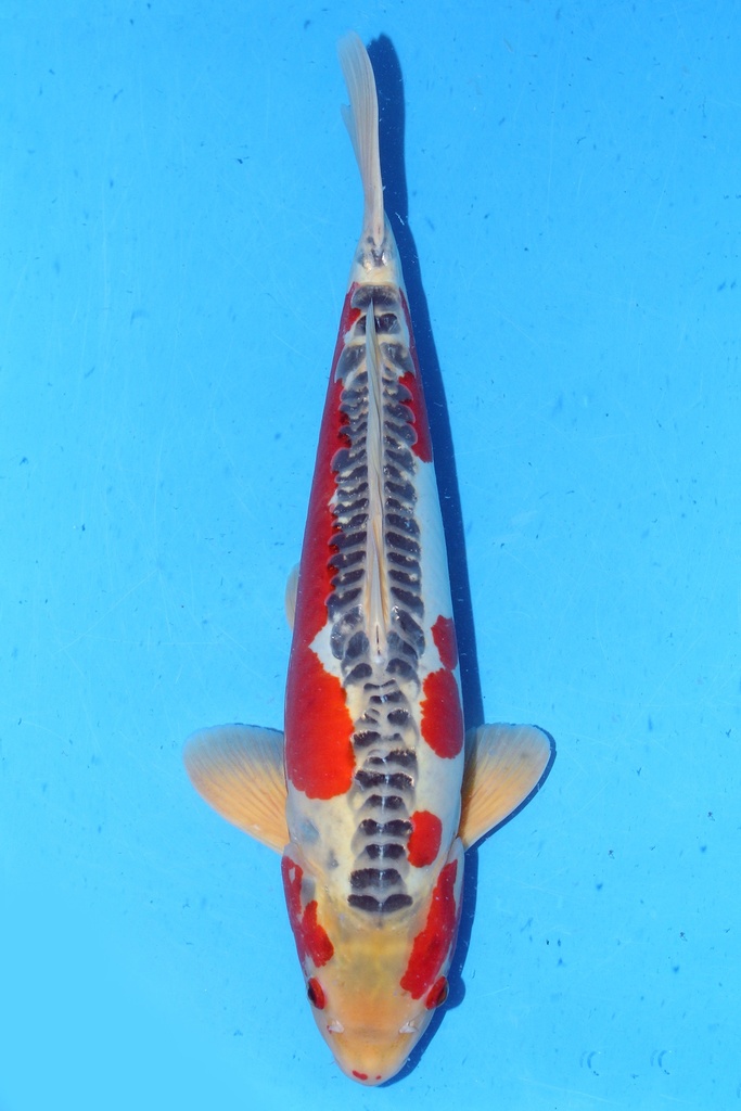 川上产 52cm 三才 雄性 347051