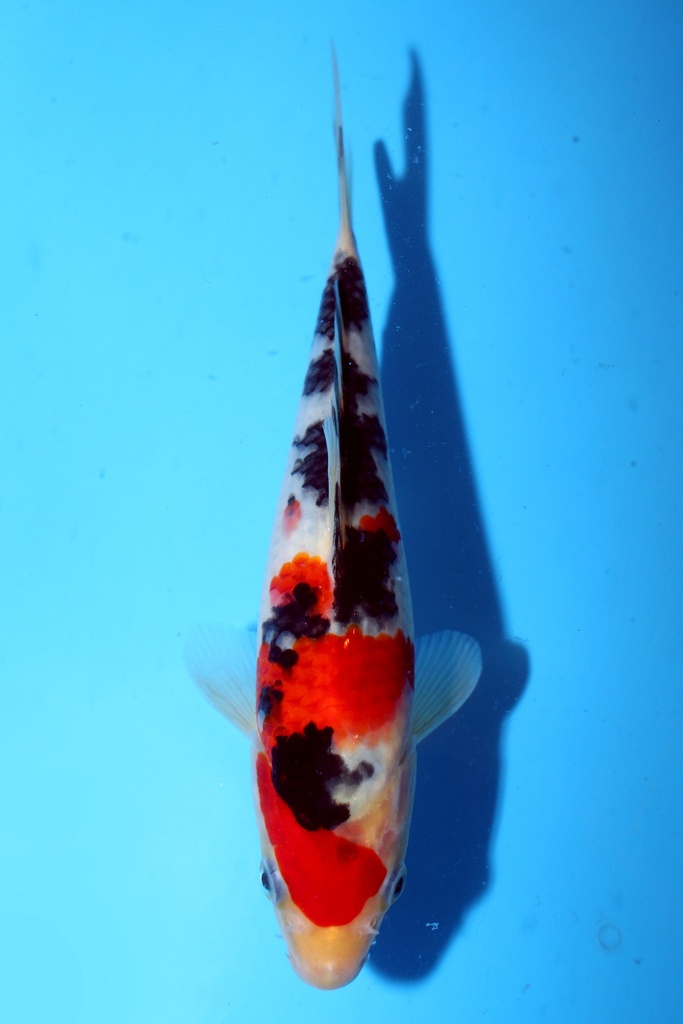 尾形产 21cm 当才 公母不明 347058