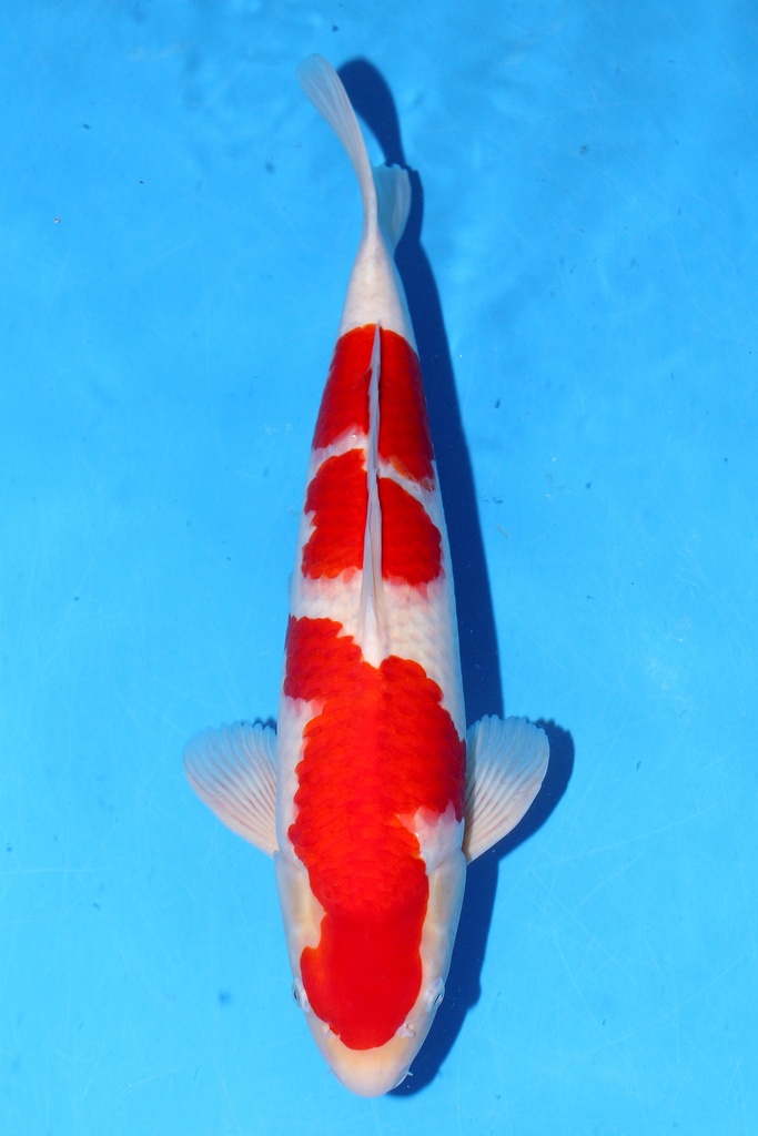 桃太郎产 50cm 二才 雄性 347061