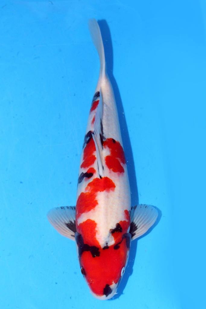 大日产 50cm 二才 雄性 347062