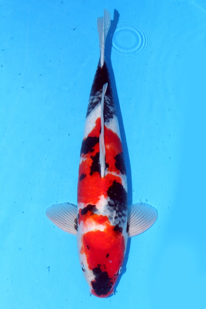 大日产 52cm 二才 雄性 347076