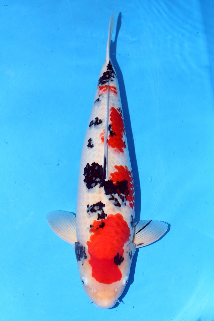 阪井产 65cm 三才 雌性 347059