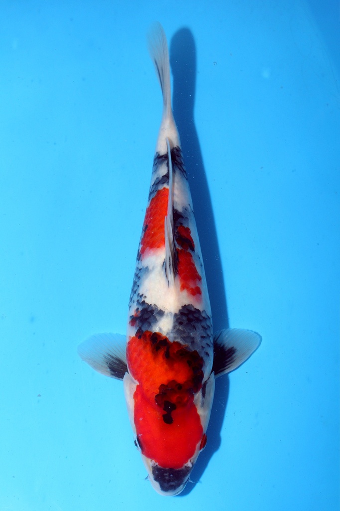 清十郎产 30cm 当才 公母不明 347080