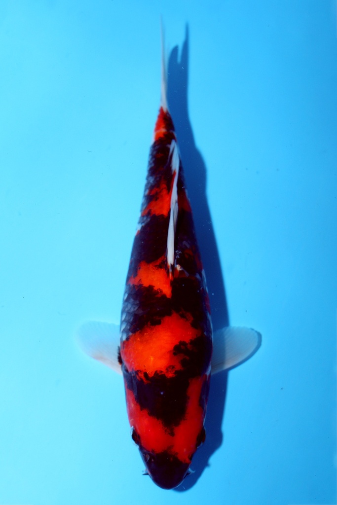 尾形产 25cm 当才 公母不明 347083