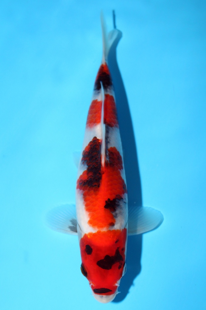 大石产 21cm 当才 公母不明 347095