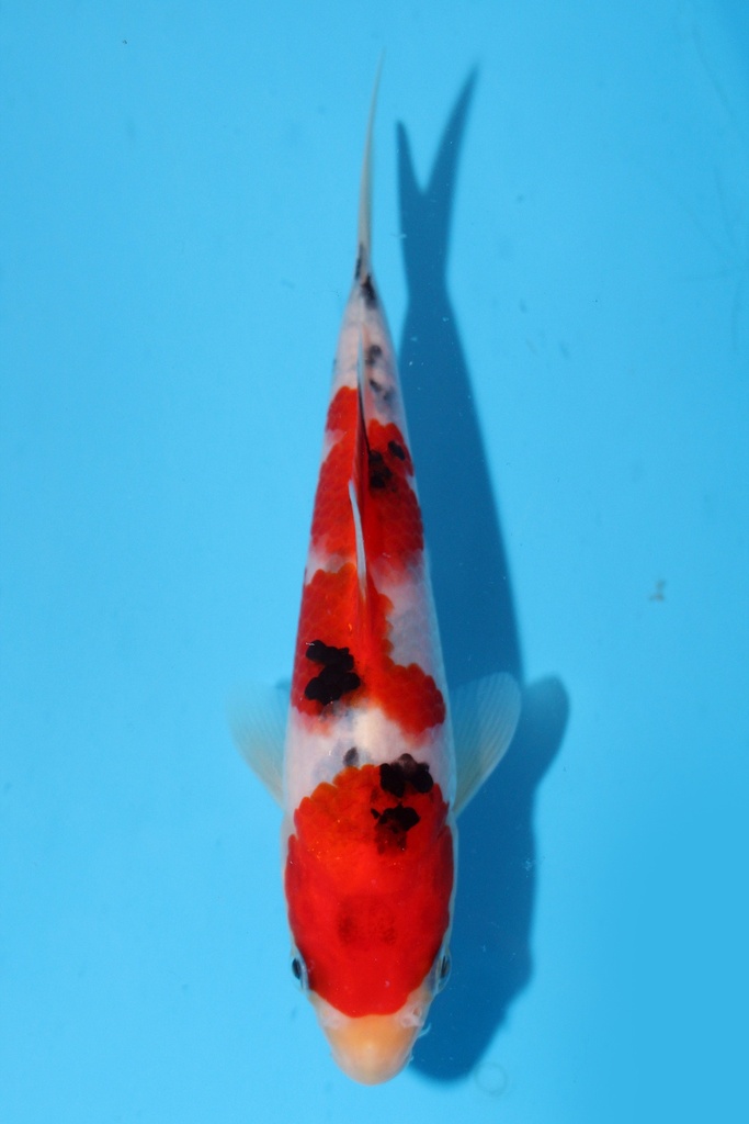 谷口产 17cm 当才 公母不明 347096