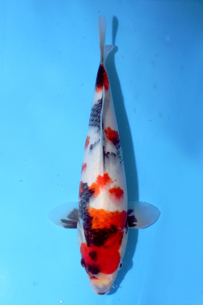 清十郎产 29cm 当才 公母不明 347089