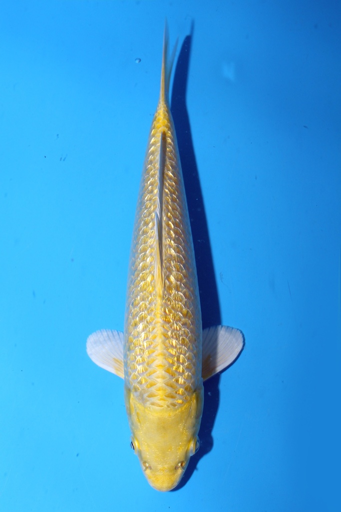 和泉屋产 21cm 当才 公母不明 347098