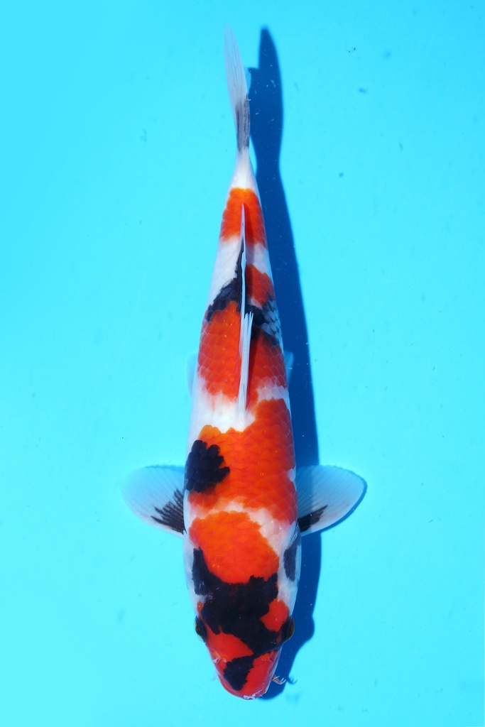 348084 26cm 清十郎产 当才 雄性