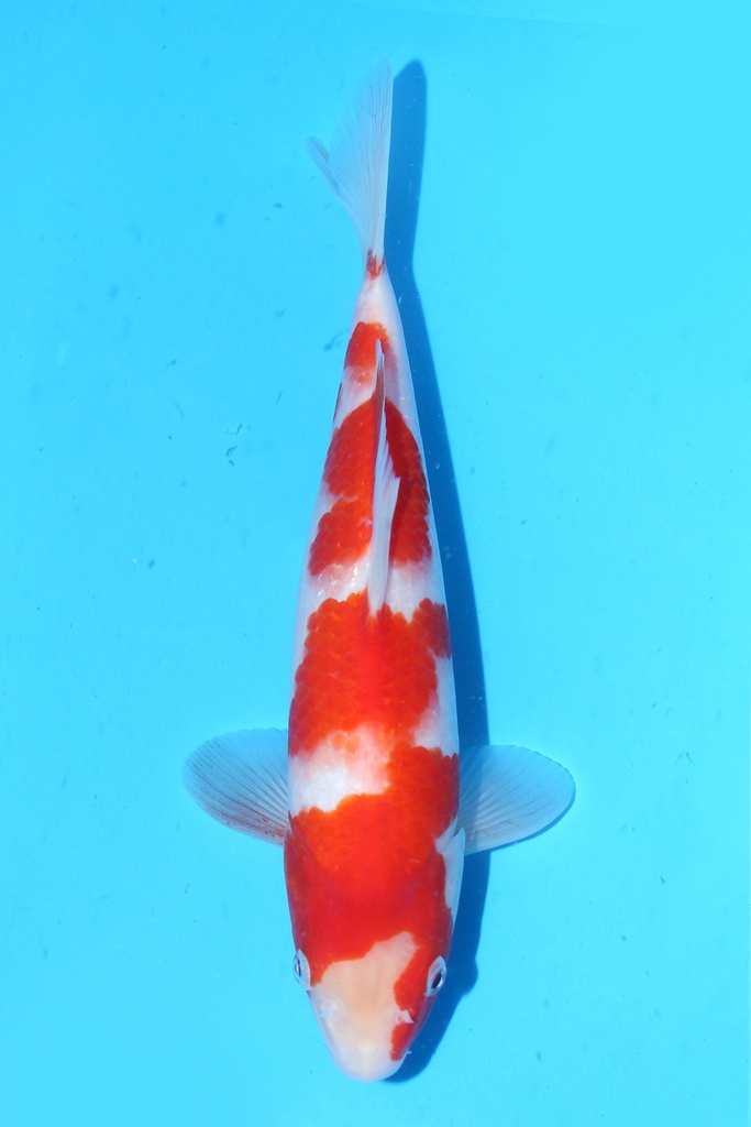 348090 28cm 尾形 当才 雌性