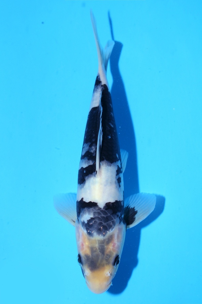 348098 22cm 尾形 当才 公母不明