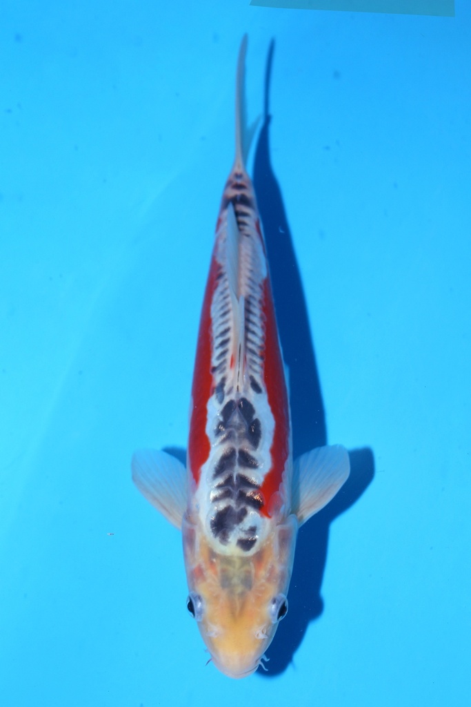 348100 20cm 田中产 当才 雄性